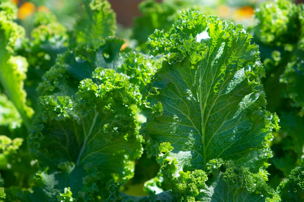 a dark green veggie is rich in nutrients