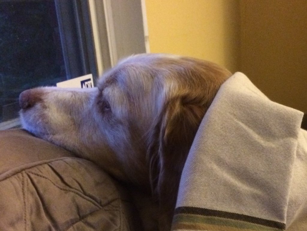 Dogs show how to get better sleep schedule.