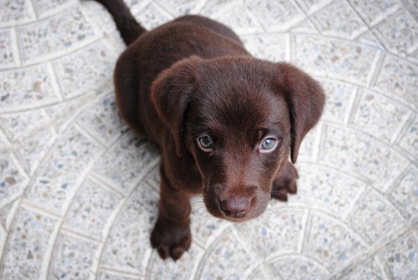 This is a picture of a cute brown puppy who seems very puzzled by this question.